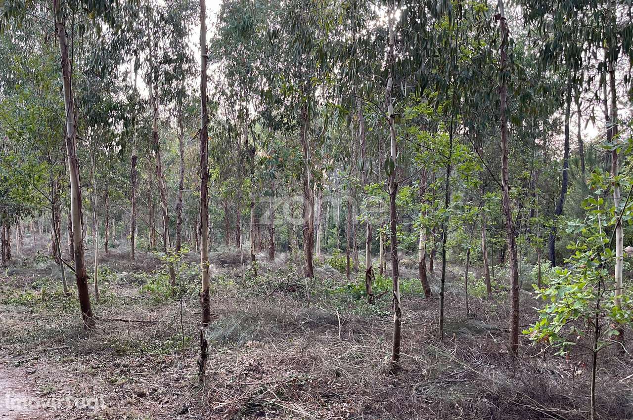 Terreno em Silgueiros para venda - Grande imagem: 5/5