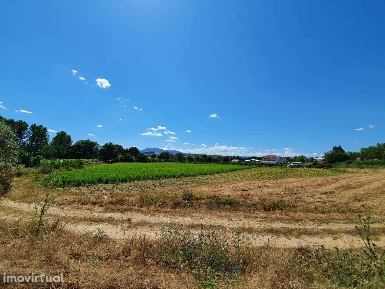 Vende terreno 1,5 hect Mirandela - Grande imagem: 4/22