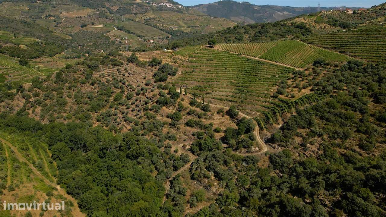 Quinta de Batéu – Douro Vinhateiro - Grande imagem: 3/21