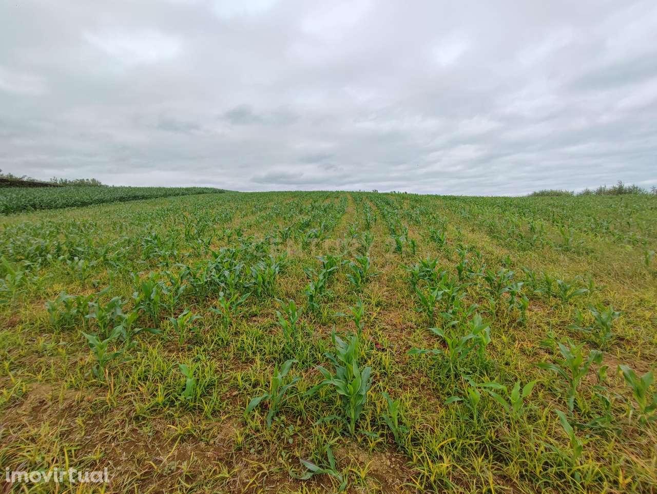 Terreno, 8 420 m², Porto Formoso - Grande imagem: 3/7