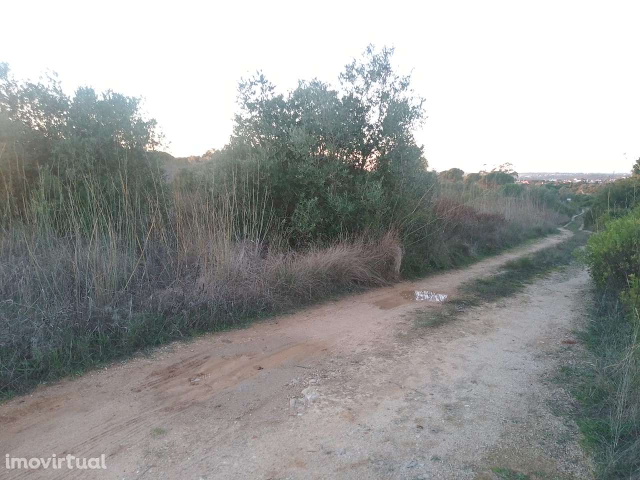 Terreno Rústico com 22.560 m² em Almoster - Grande imagem: 5/5