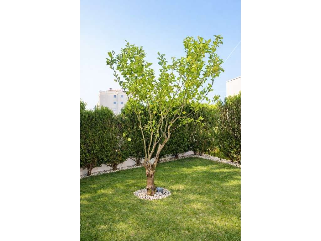 Moradia T4 com 4 frentes e jardim privado com árvores espaço e lumi... - Grande imagem: 4/31