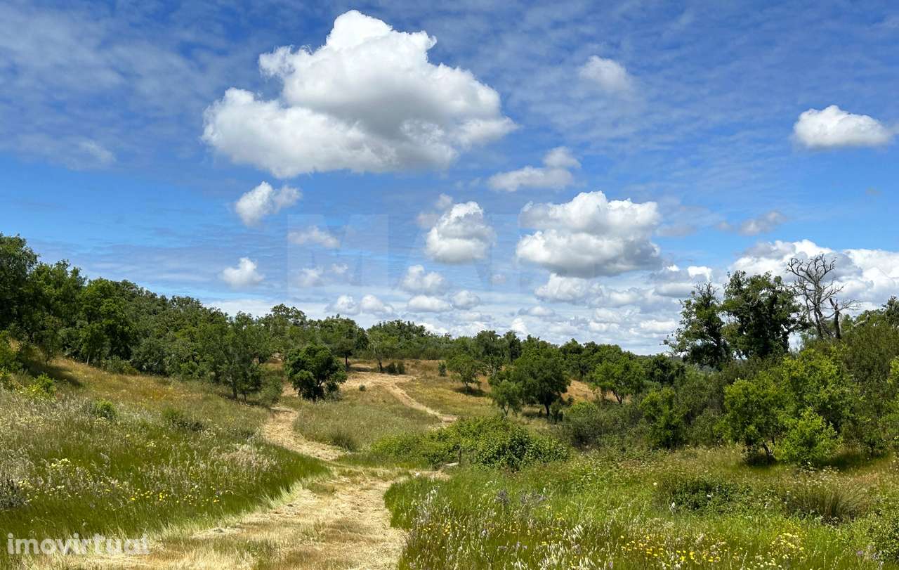 Herdade com 11,6 hectares em São Bartolomeu da Serra, Santiago do C... - Grande imagem: 3/50