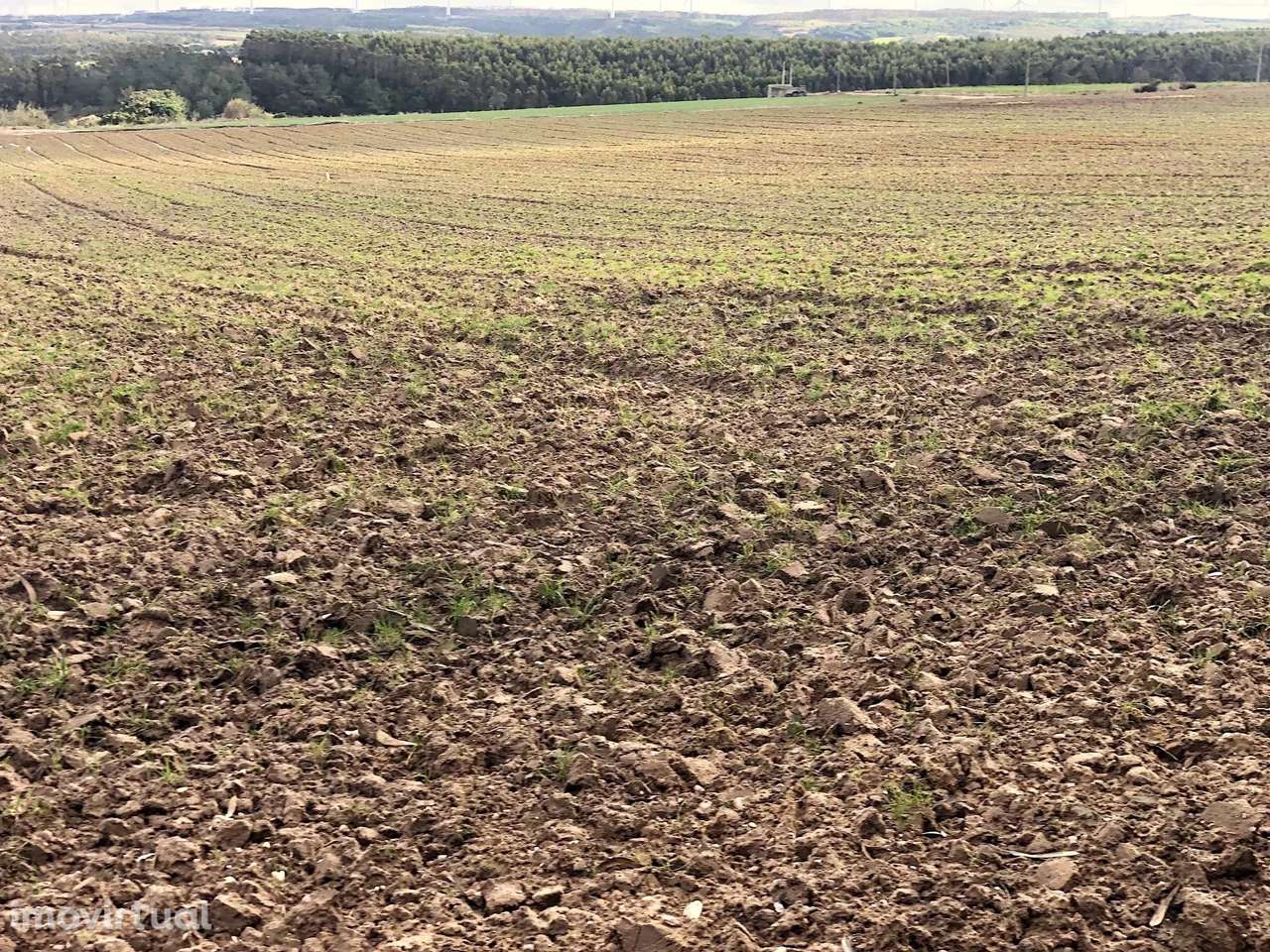 Terreno agrícola, indiviso, de 7000 m² na Vila de Atouguia Da Baleia - Grande imagem: 2/7
