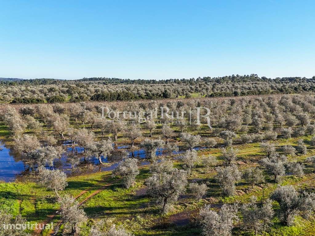Quinta de 9,6 ha com ruína e vinha em Estremoz - Grande imagem: 4/30
