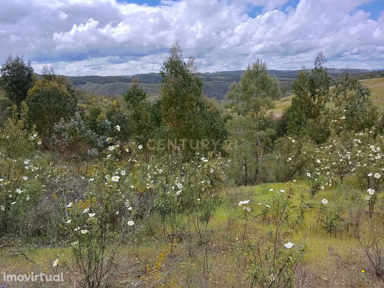Terreno Rústico 1.6ha- Santana, Nisa - Grande imagem: 3/13