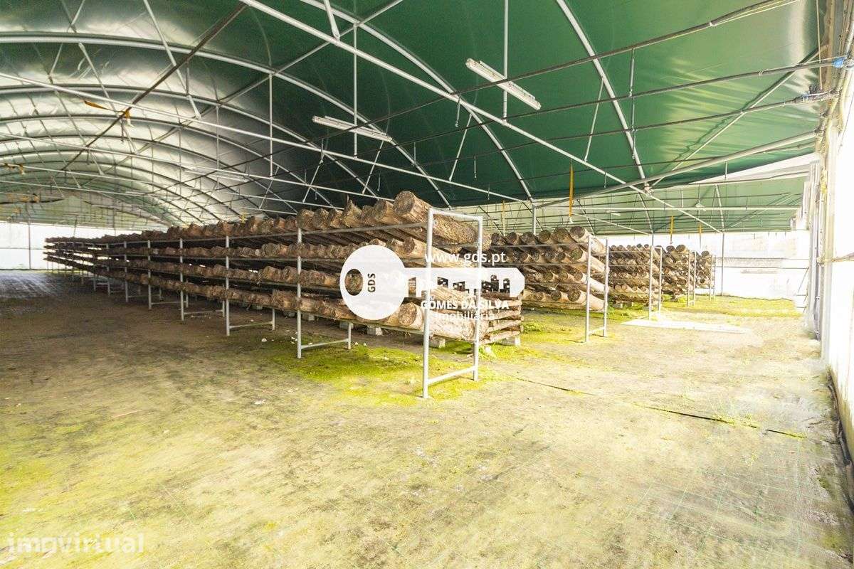 Terreno de 4110m2 c/ duas estufas de 1200m2 em Fafe - Grande imagem: 2/12