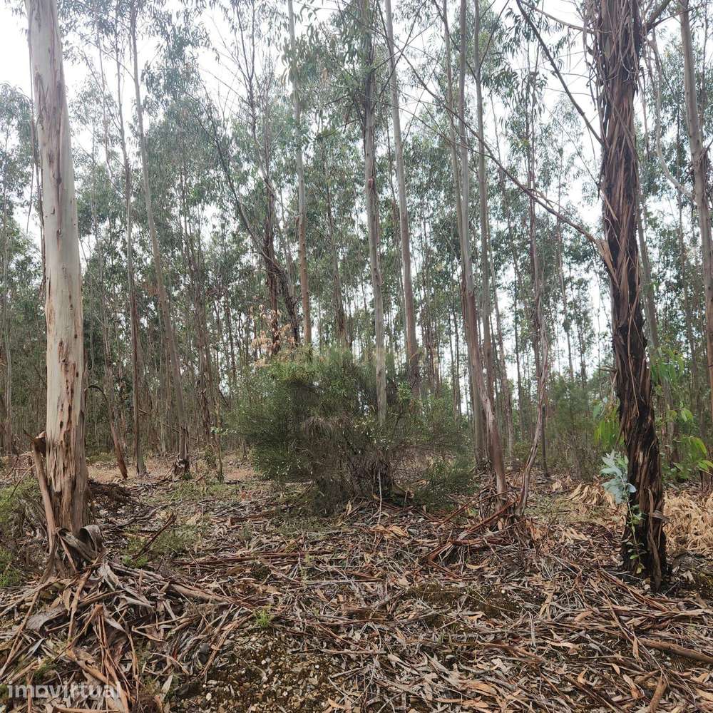 Terreno Florestal 3,4ha - Barroca da Ferranha, Perais, Vila Velha de R - Grande imagem: 5/14
