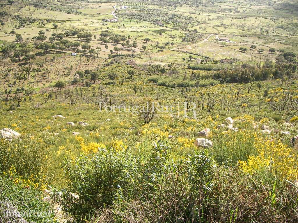 Propriedade de 9ha inserida no P. N. Serra de S. Mamede - Grande imagem: 3/8