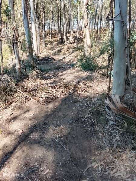 Vendo bouça com pinheiros e eucaliptos - Grande imagem: 3/4