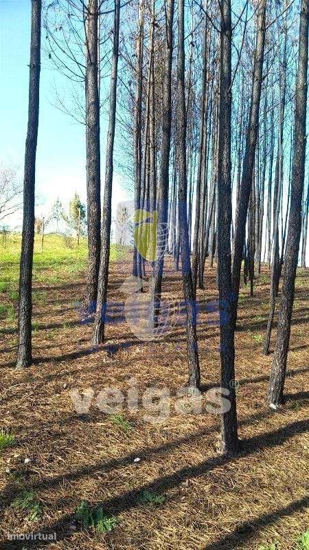 Terreno Côja - Grande imagem: 2/19