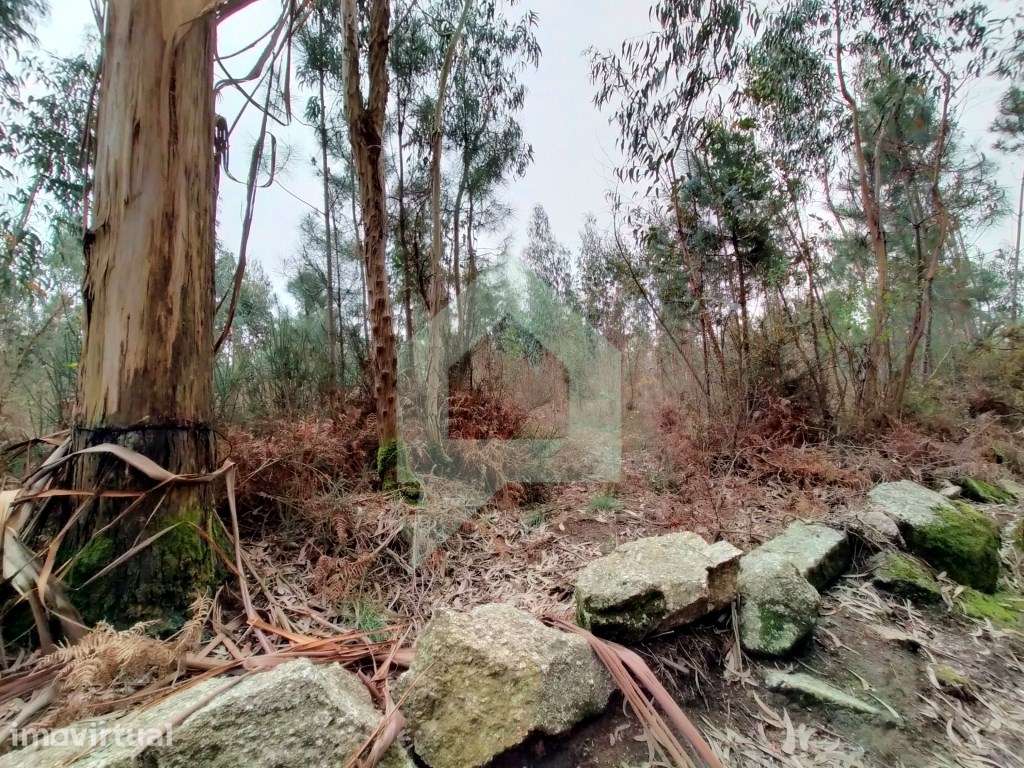 Terreno rustico em Silveiros-Barcelos - Grande imagem: 2/16