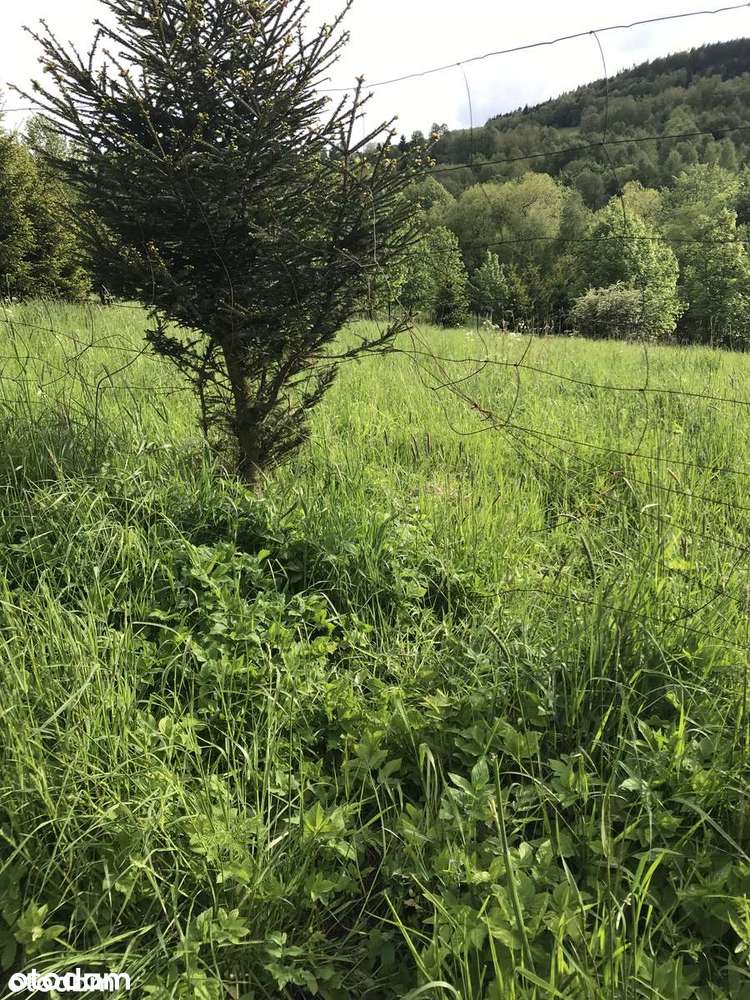 Działka na dom lub domek - Pełny obrazek: 2/10