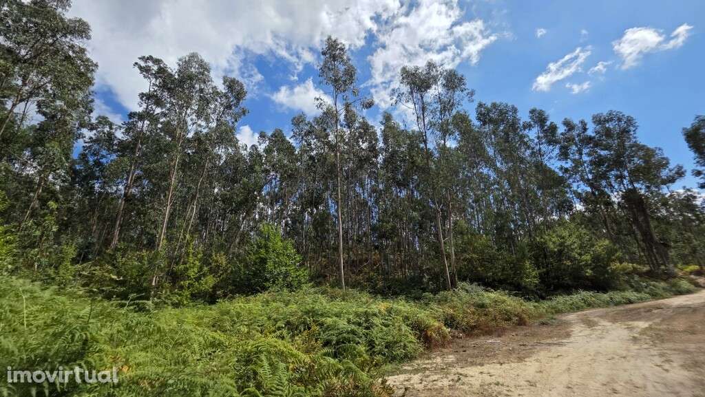 Bouça - Mosteiro - Grande imagem: 2/13