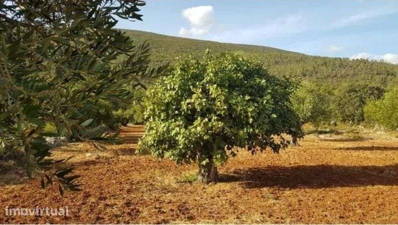 Terreno - Pedrógão/Torres Novas - Grande imagem: 4/9