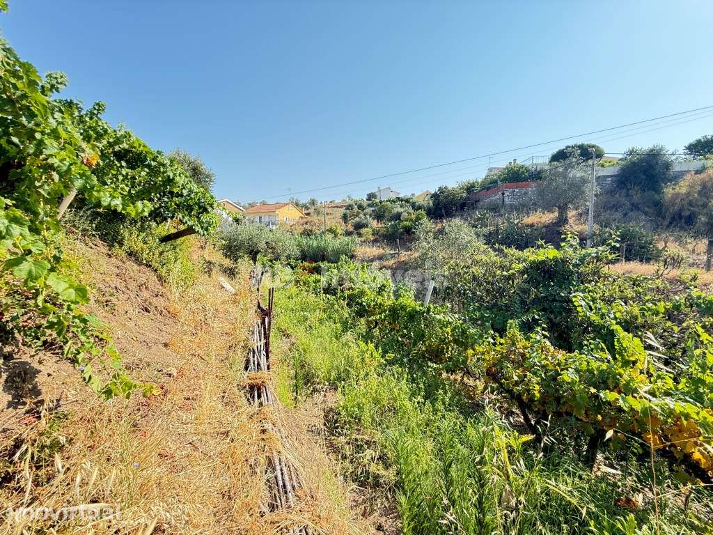 Terreno com Vinha com excelente exposição solar - Grande imagem: 2/36