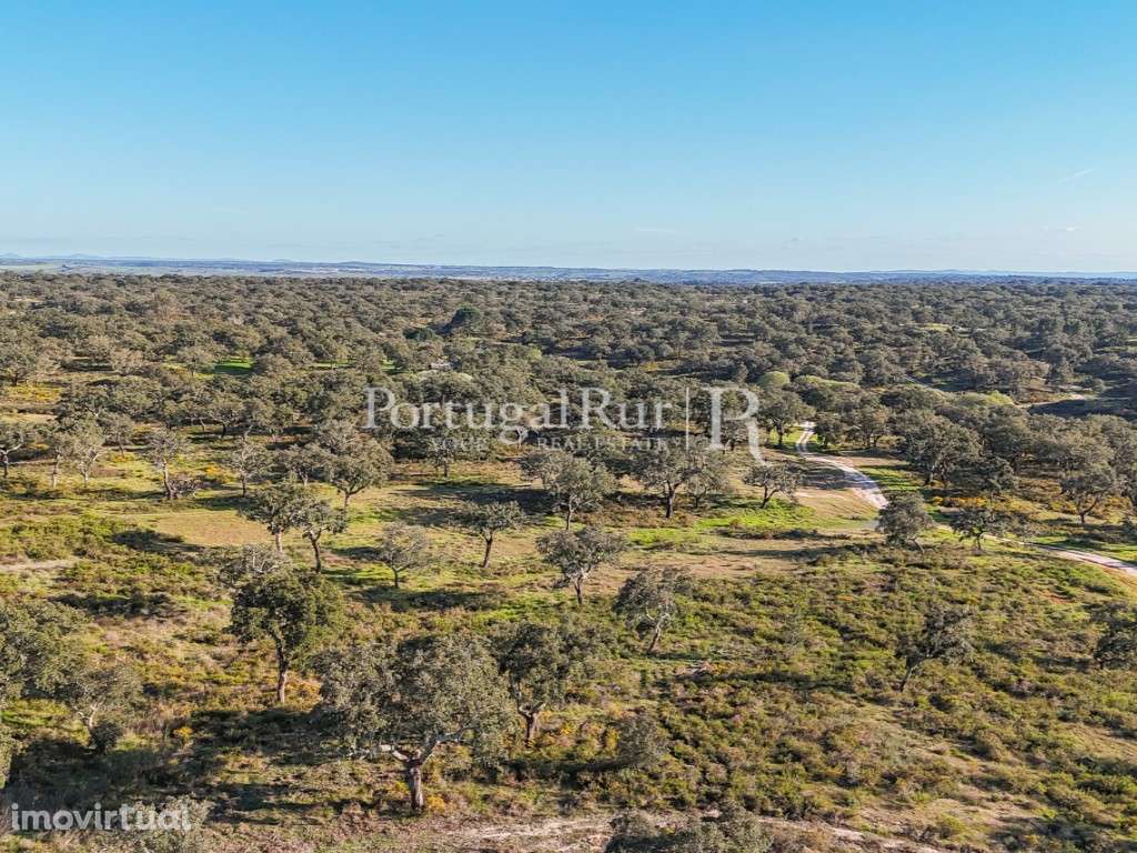 Herdade de 102 hectares com montado e Olival - Grande imagem: 4/36