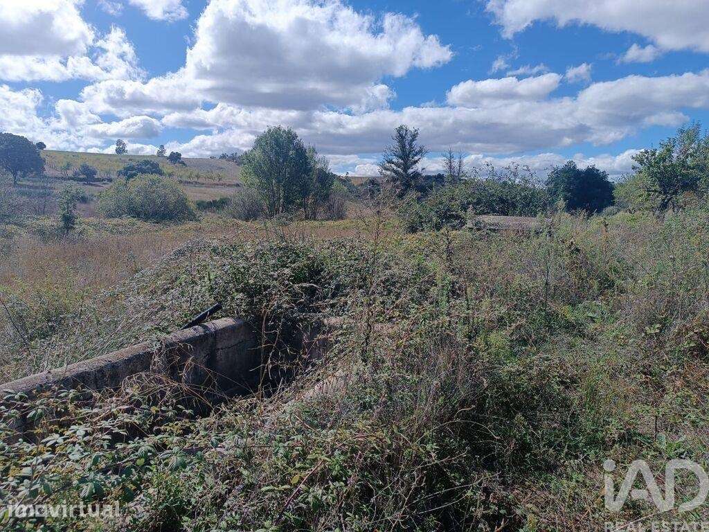 Terreno Agrícola em Azinhoso de 2874,00 m2 - Grande imagem: 2/6