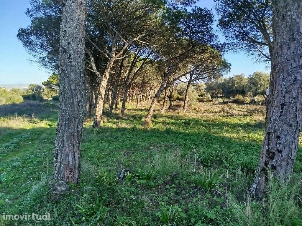 Terreno para venda em Alcolombal - Terrugem - Sintra - Grande imagem: 3/4