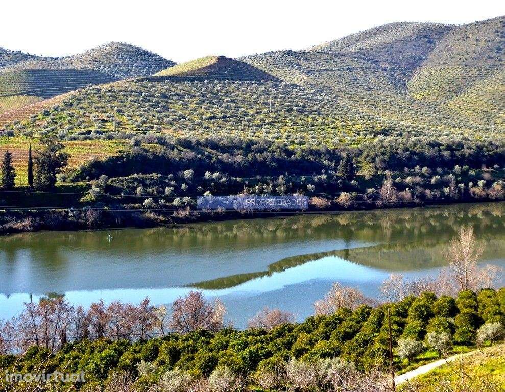 Olival, Amendoal e Vinha, totalizando 141ha. Portugal, Foz Côa. - Grande imagem: 4/9