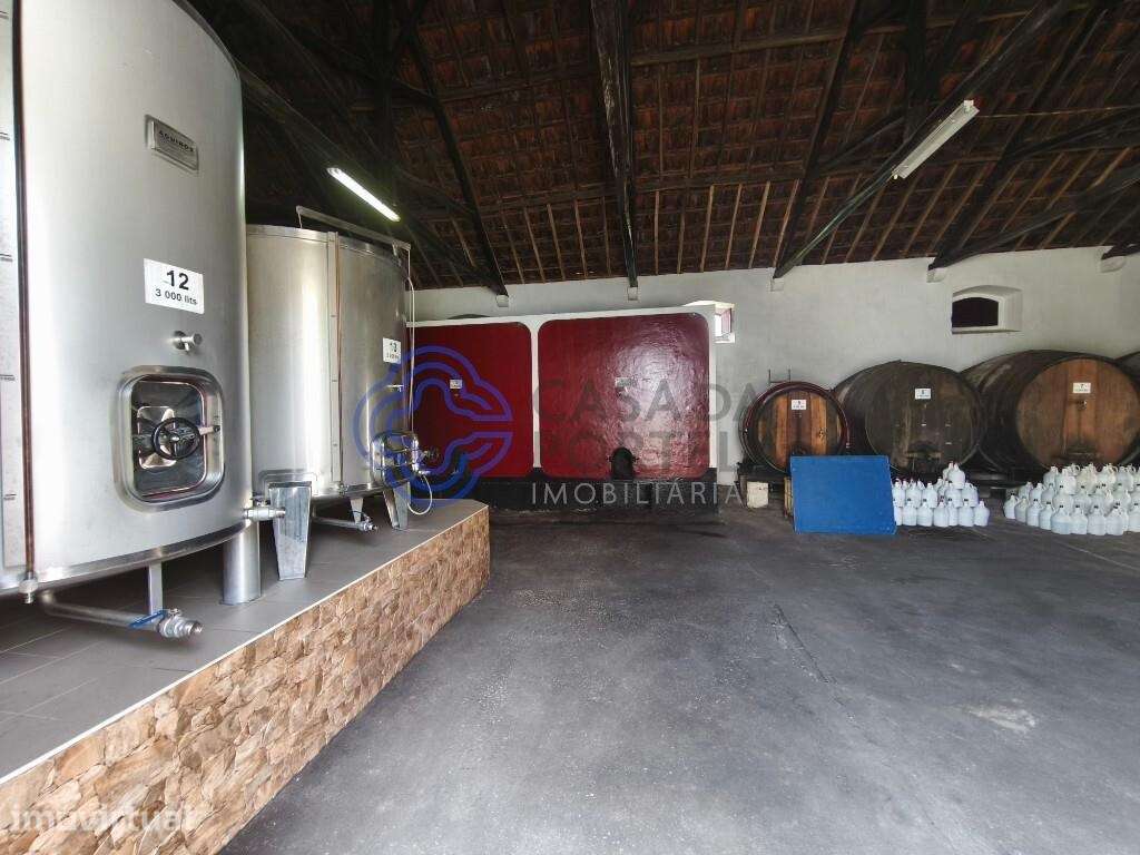Adega/Armazém em Torres Vedras - Grande imagem: 2/15
