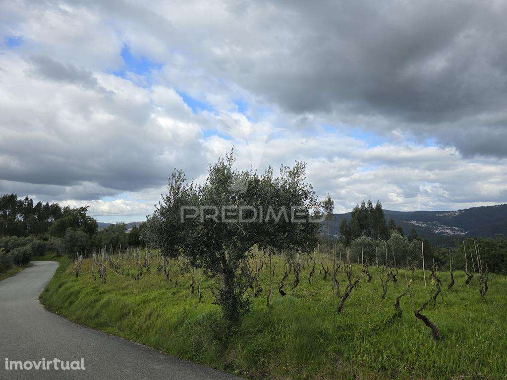 Terreno Rústico Vinha Vale Cabras Almalaguês Coimbra - Grande imagem: 3/14