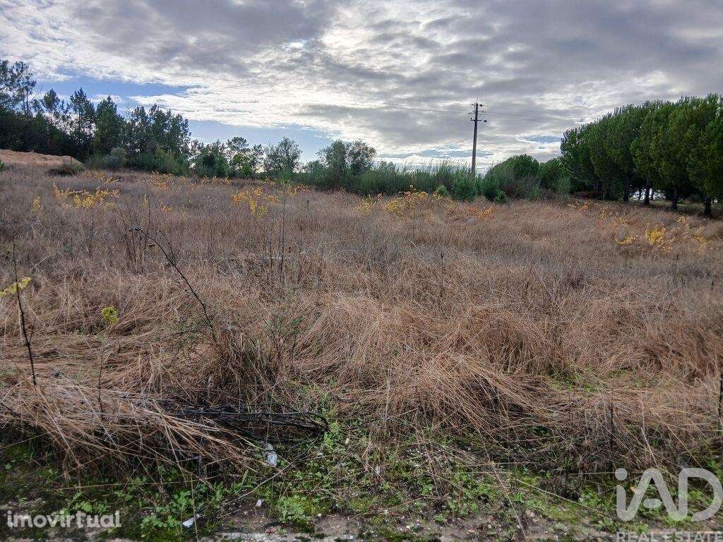 Terreno Agrícola em Fazendas de Almeirim - Grande imagem: 2/3