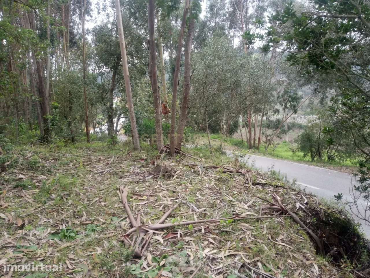 Terreno com Eucaliptos à Venda – Natureza e Tranquilidade em Mafra - Grande imagem: 3/8