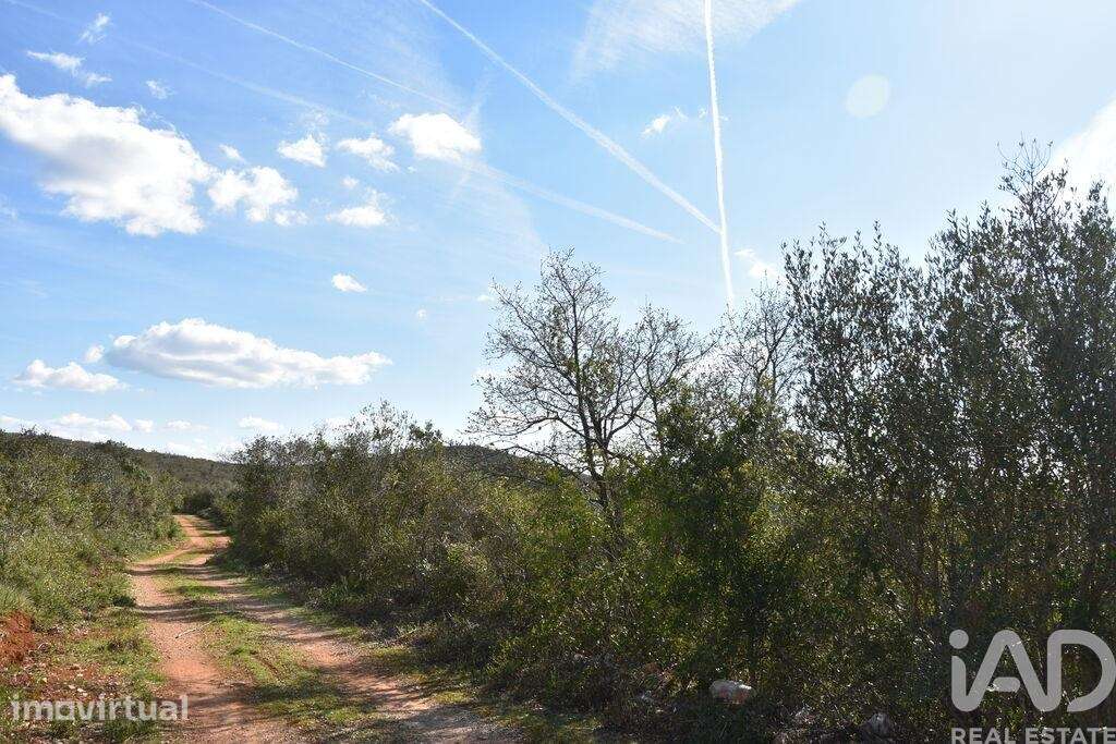 Terreno Agrícola em Chãos - Grande imagem: 3/40
