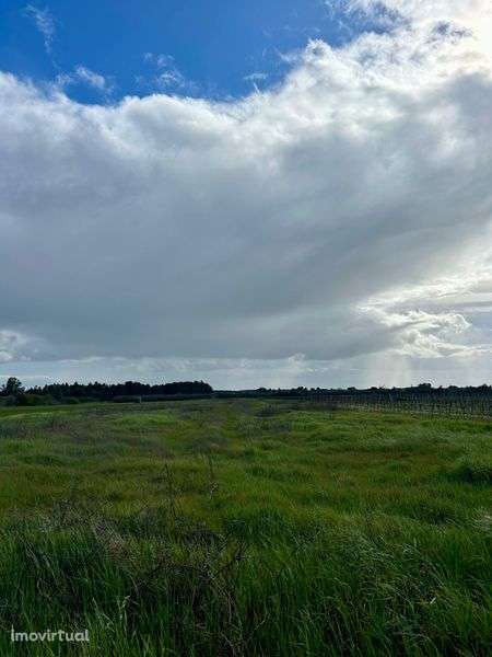 Terreno Rústico 11.040m² em Almeirim | Excelente Oportunidade - Grande imagem: 5/12