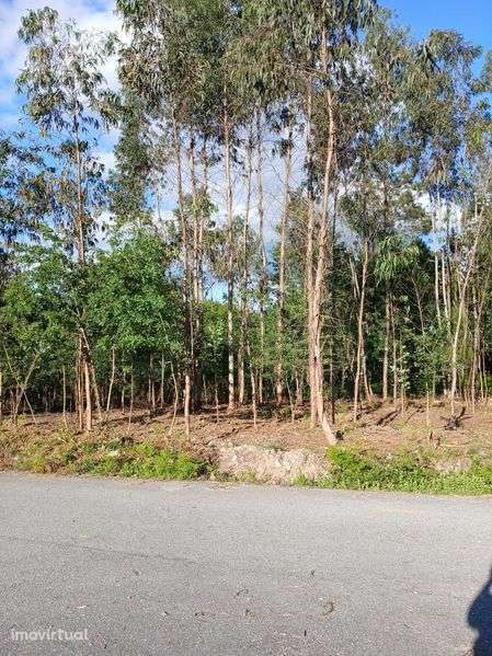 Este terreno, de 1.200 m2, próximo da Avicasal, São Pedro do Sul - Grande imagem: 4/5