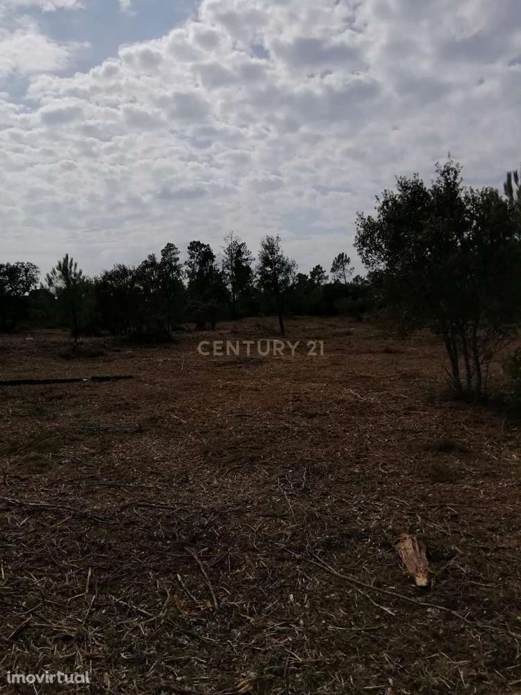 Terreno Rústico à Venda 23.000€ – Pernes, Malhou, Louriceira e Espinhe - Grande imagem: 3/17