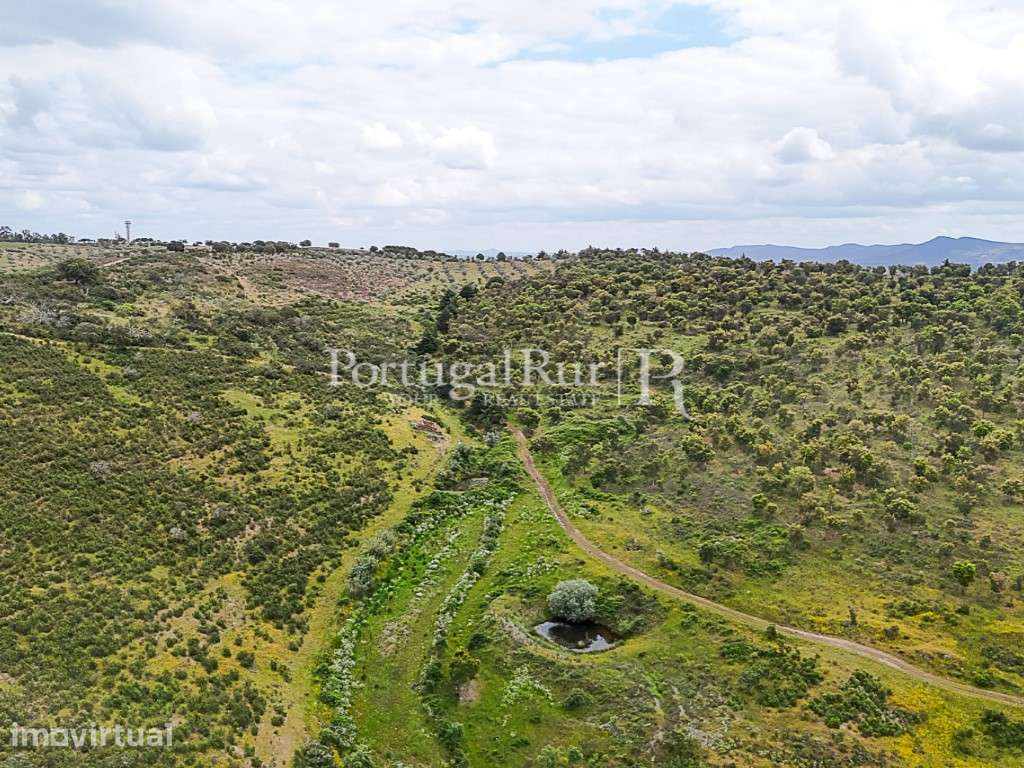 Herdade com 148 ha de Potencial Produtivo em Idanha-a-Nova - Grande imagem: 2/39