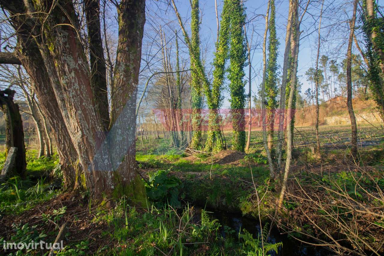 Terreno Agrícola em Escariz S. Mamede - Grande imagem: 5/8