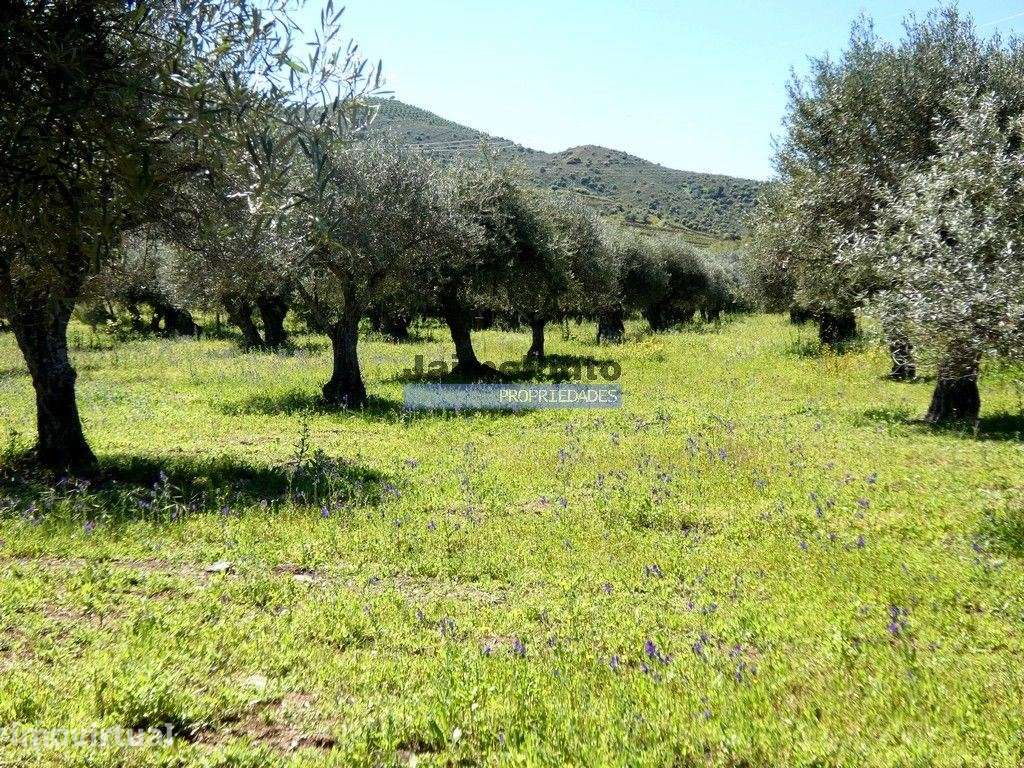 Quinta, Olival, Vinha, Casa Agrícola, no Pocinho. Portugal, V. N. F... - Grande imagem: 3/9
