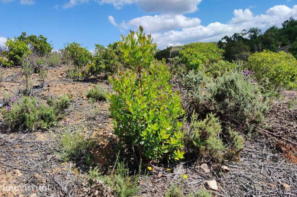 Terreno Rústico - Nave Redonda, Sabóia - Grande imagem: 3/7