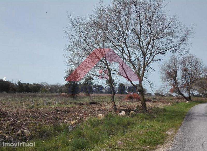 Terreno Rústico  Venda em Póvoa da Isenta,Santarém - Grande imagem: 3/4