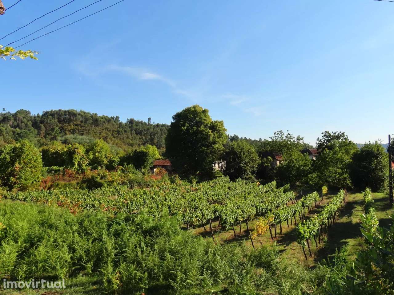Terreno Agrícola com Vinha – Travanca, Amarante - Grande imagem: 4/11