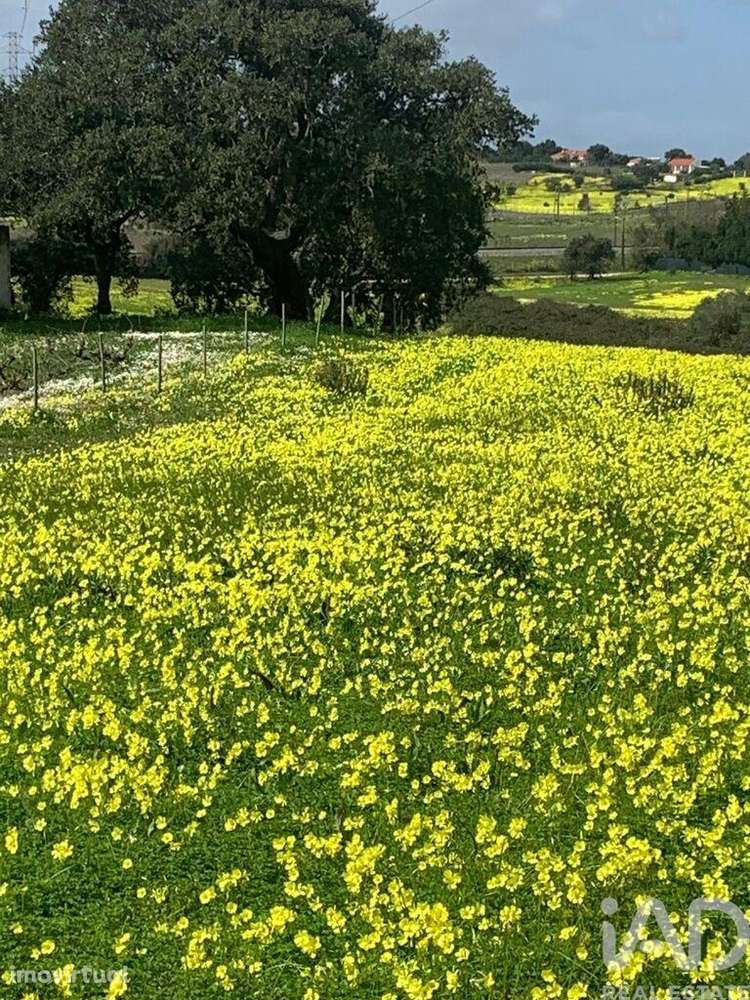 Terreno Agrícola em Palmela - Grande imagem: 3/12