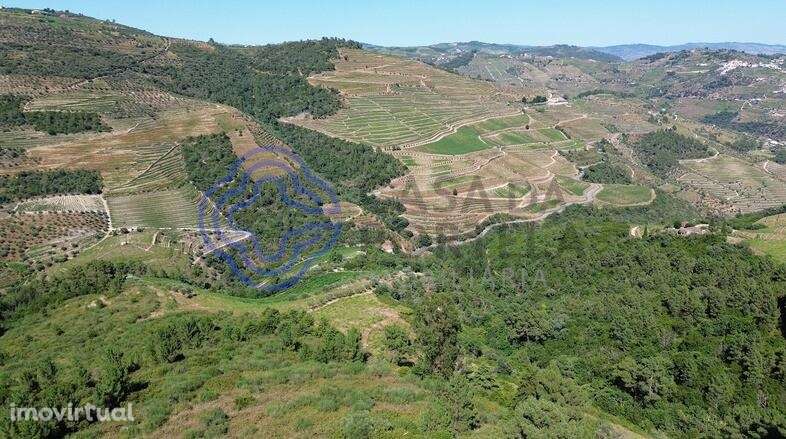 Quinta das Beatas: 56ha de história e ruínas com capela no coração do - Grande imagem: 5/24