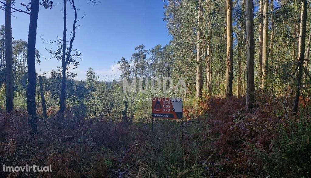 Terreno Rústico com Potencial Agrícola e Turístico – Preço Reduzido - Grande imagem: 3/15
