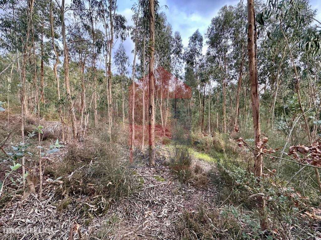 Terreno Florestal, Cervães - Grande imagem: 3/11
