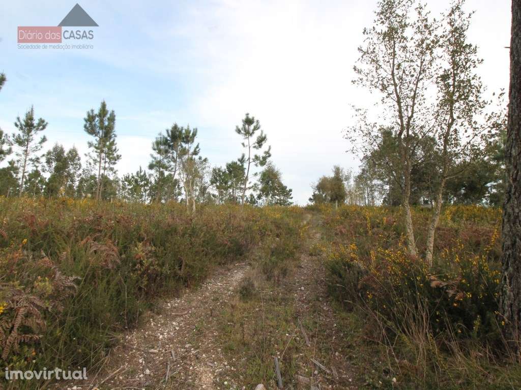 Terreno para construção em S. Martinho de Árvore - Grande imagem: 4/7