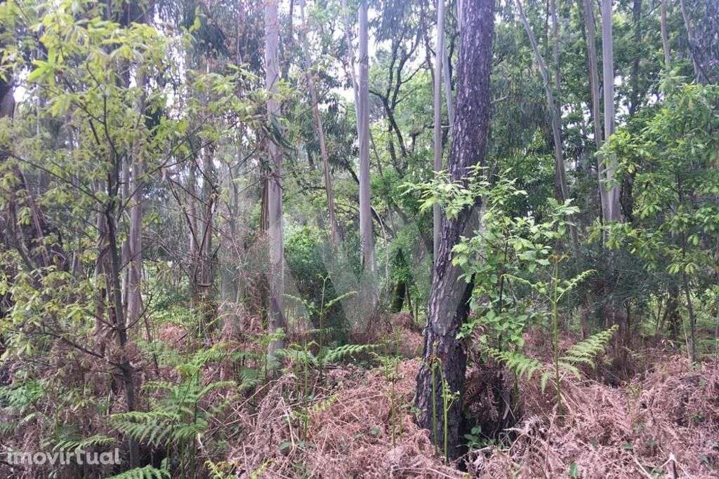 Terreno urbanizável 8500 m2 - Sertã, Castelo Branco - Grande imagem: 4/7