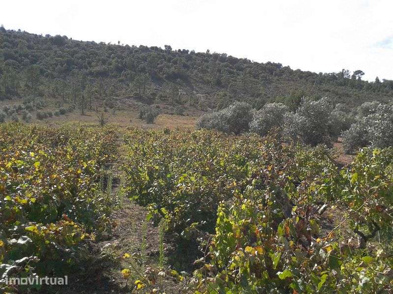 Vinha com Terreno Agrícola - Grande imagem: 4/5
