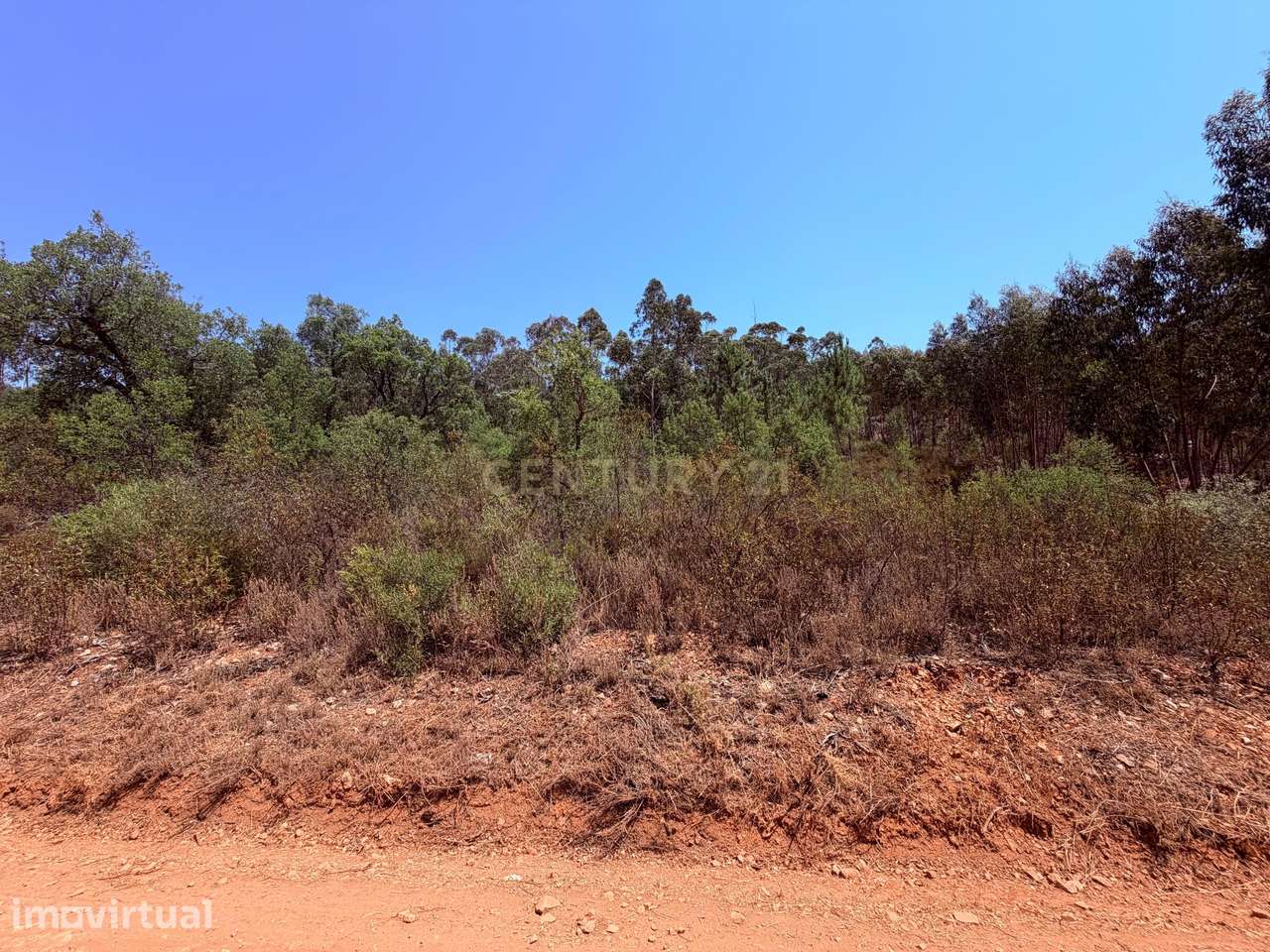 Terreno Rústico – Milhariças, Mouriscas, Abrantes | 2.920 m² - Grande imagem: 4/5