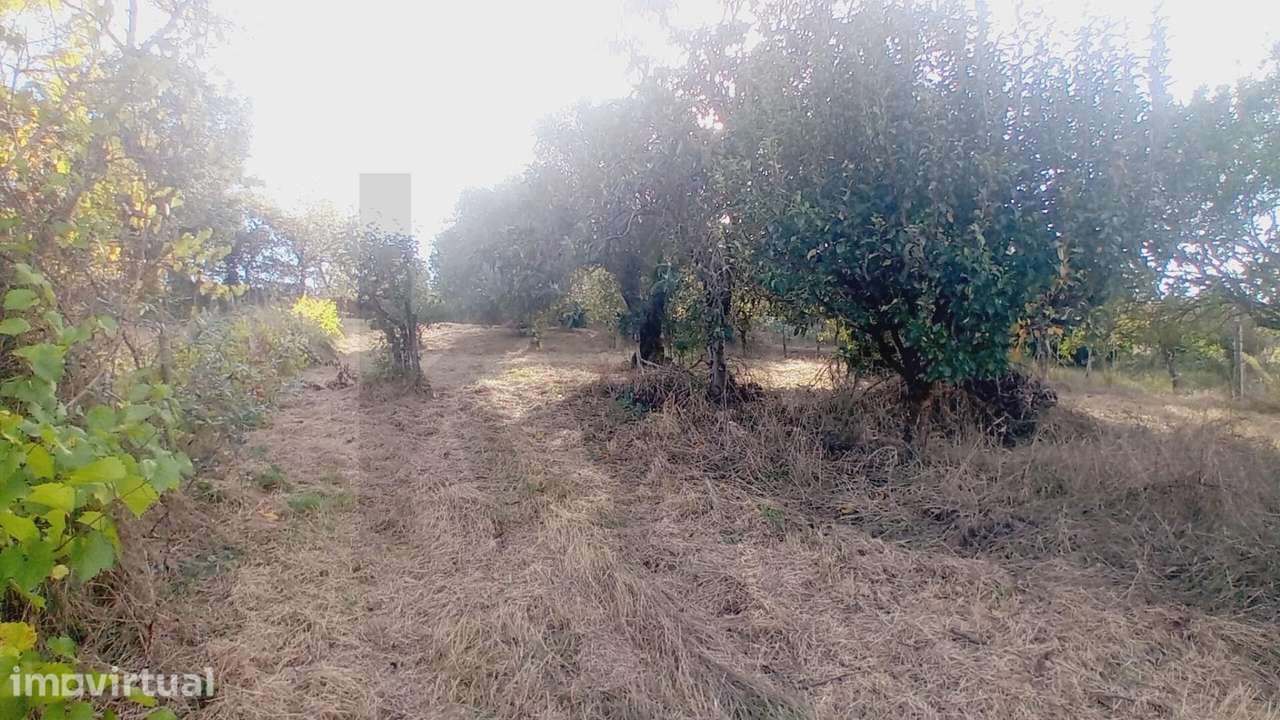 T3 Camparca Soure - Grande imagem: 5/37