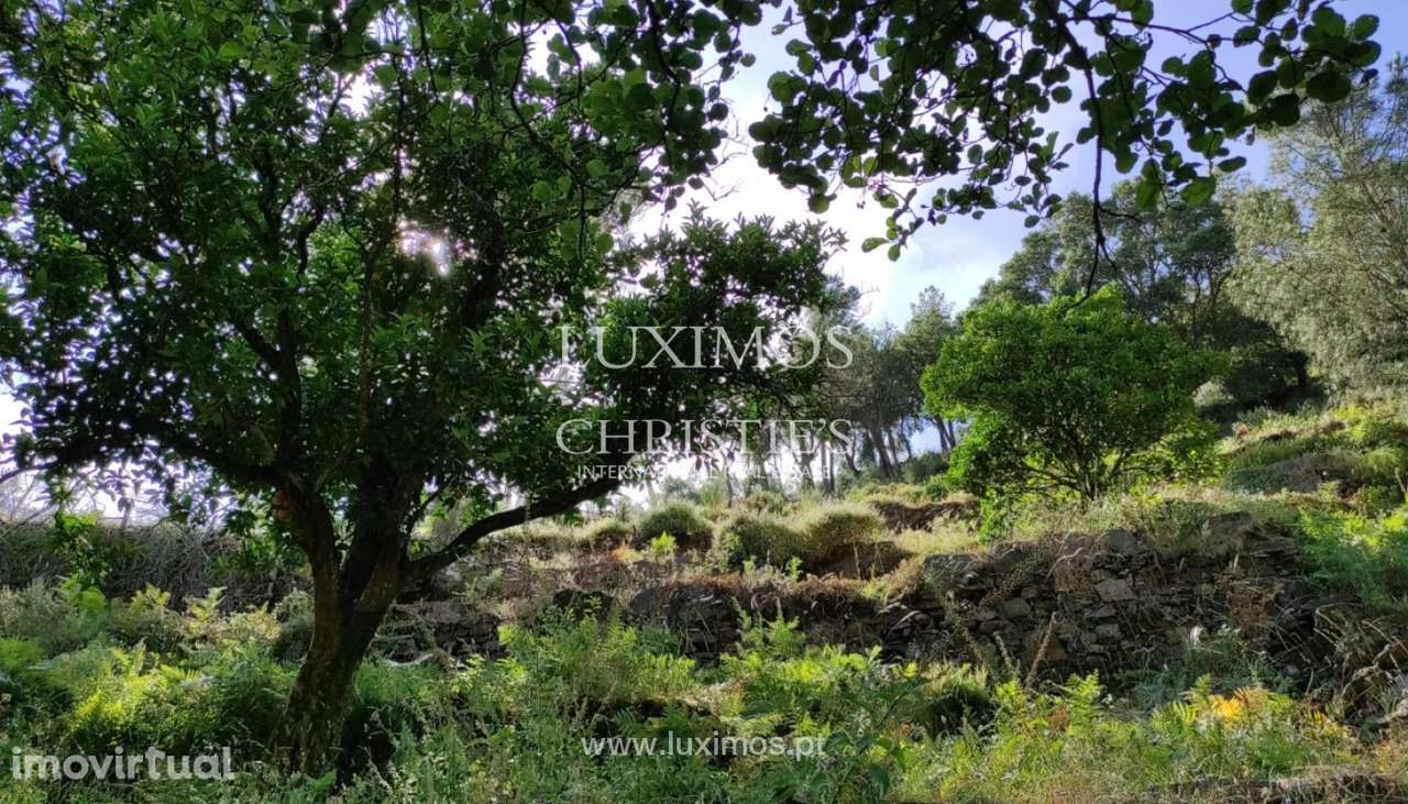 Venda de Aldeia com casas típicas em Arouca - Grande imagem: 5/30