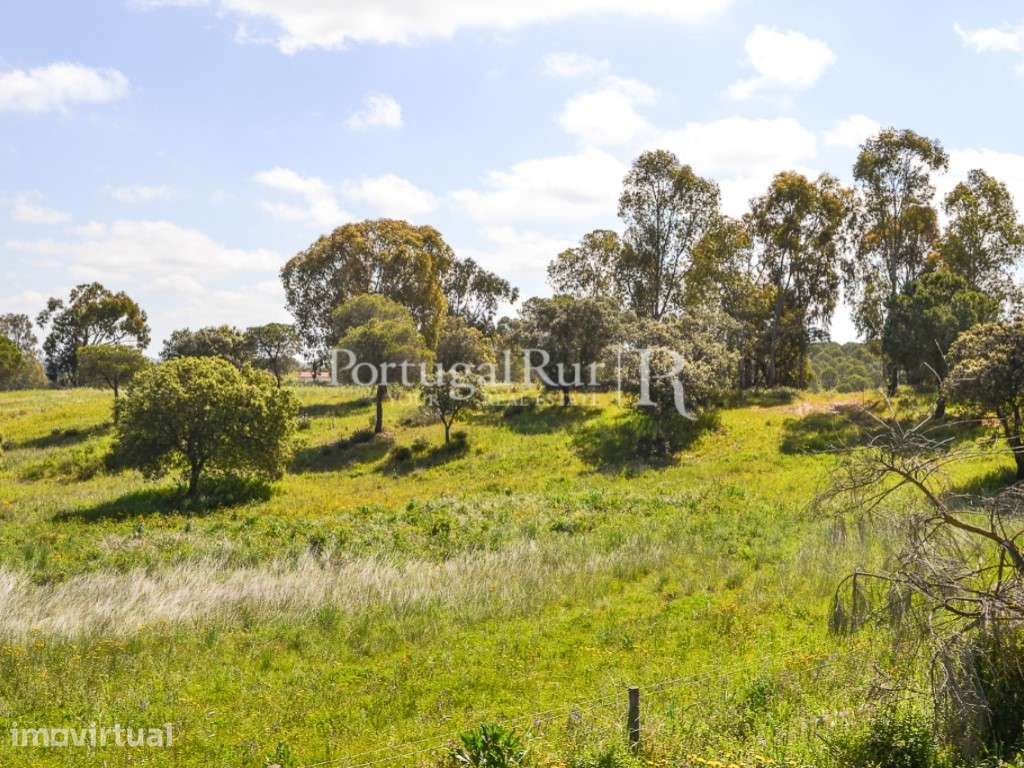 Terreno para construção de Exploração Agrícola - Grande imagem: 3/16