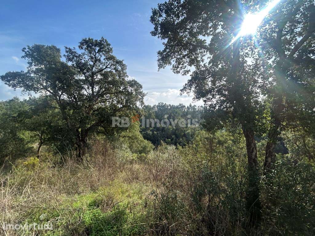 Terreno rústico com 6280m² - Pero Calvo, Tomar - Grande imagem: 5/14